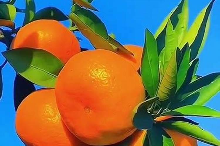 桔子树开花如何去保花保果