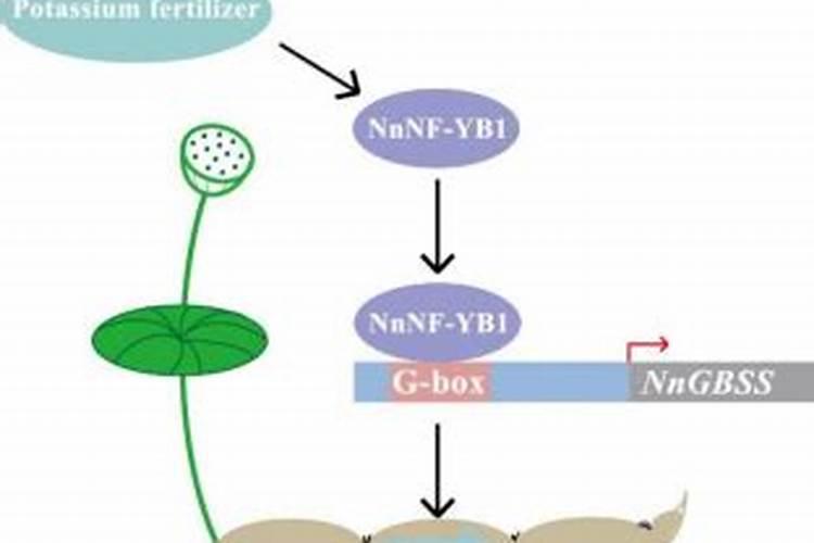 种莲藕用什么肥长得比较粗
