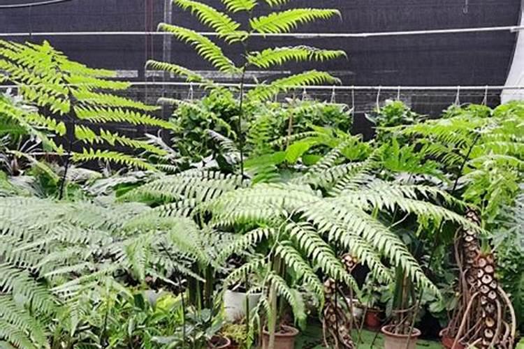 金丝猴蕨叶子枯了,干吧边了怎么补救？