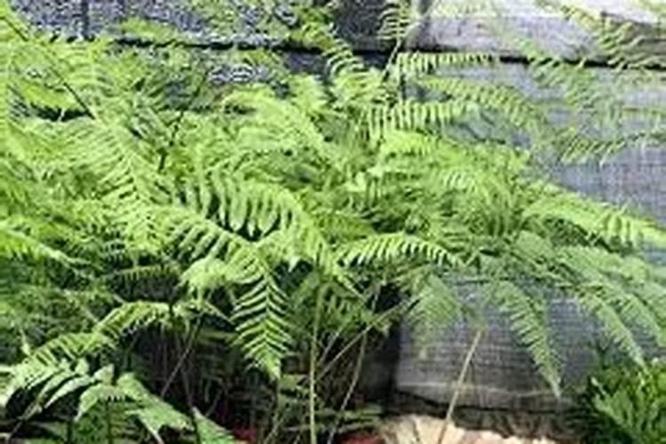 金丝猴蕨的养殖方法和注意事项是什么？