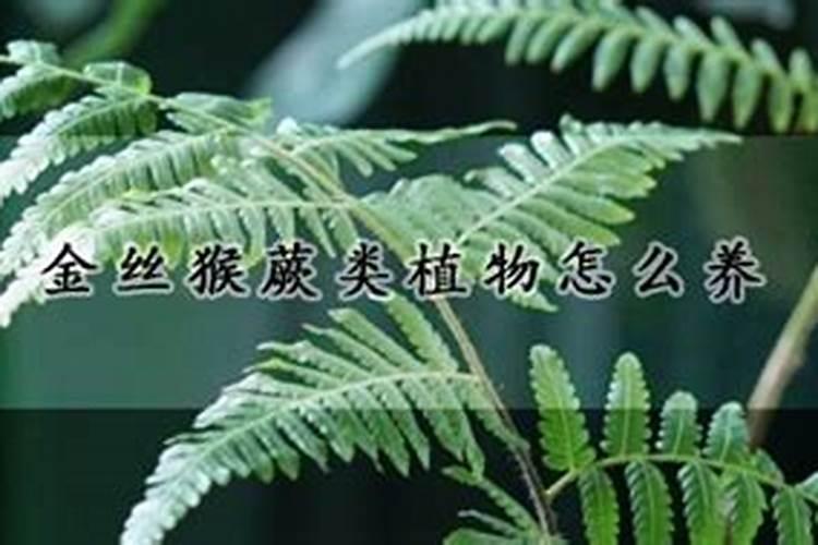 养金丝猴蕨类植物的注意事项是什么？