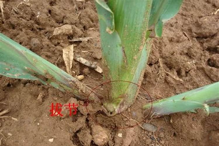 水稻施硅肥应该怎么施？一亩田用多少硅肥？