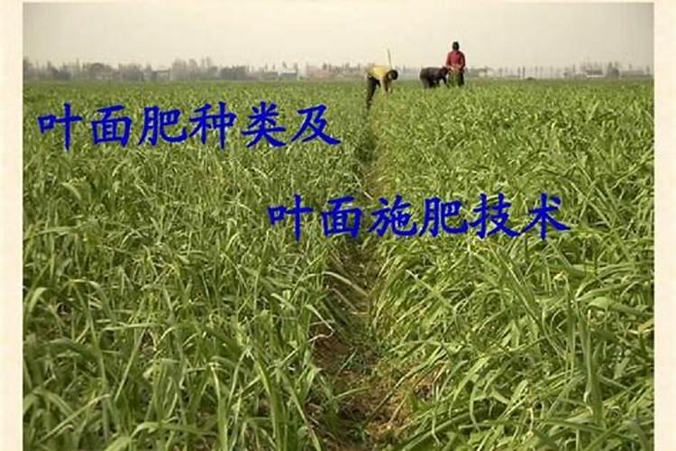 施什么肥能使植物的根、茎粗壮,叶片增厚,变得很有硬度