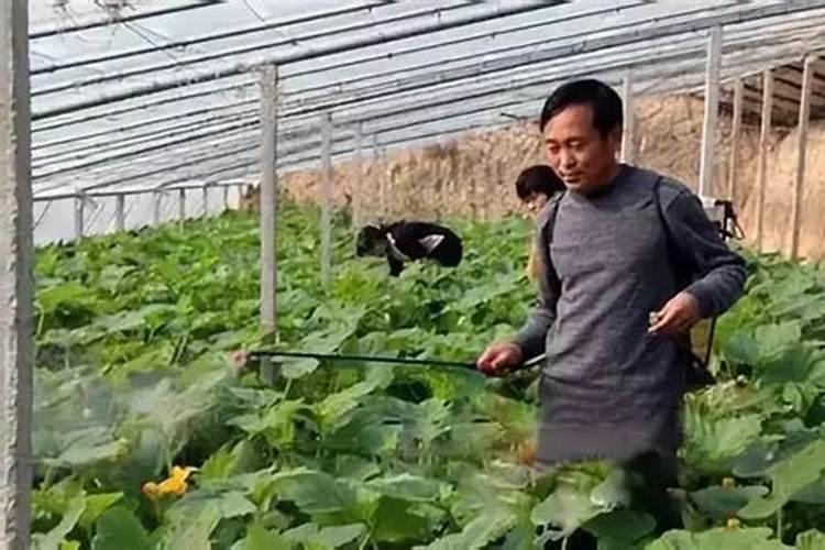 水溶肥是什么肥料