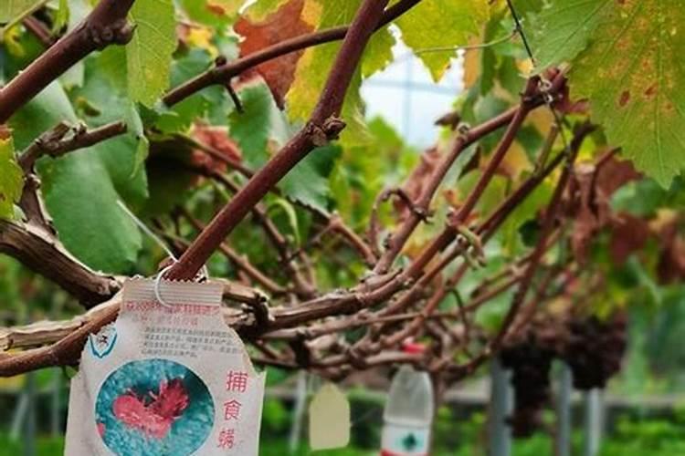 葡萄收获前夕怎样实现“增甜着色”还能节省开支