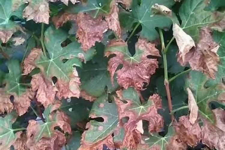 药害或肥害用什么缓解