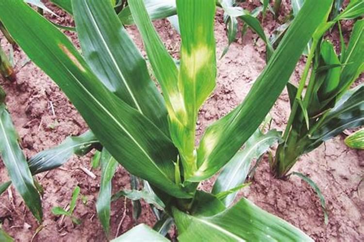 解肥害药害什么效果好