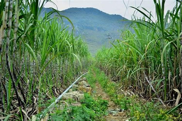 北方种植甘蔗用什么肥料好
