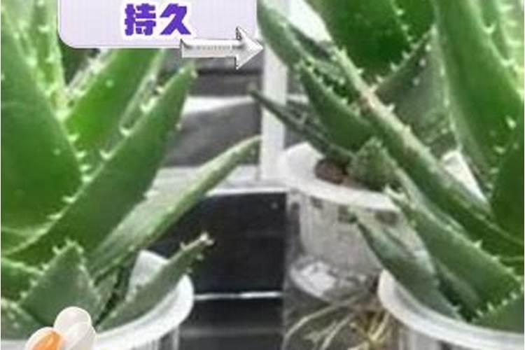 白糖喷在农作物上对农作物有什么好处？