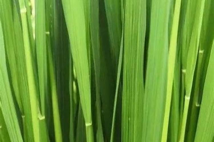 水稻破口期茎叶深绿怎么办