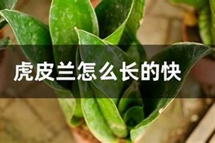 虎皮兰的施肥方法什么肥料好？