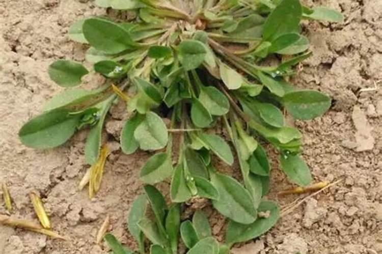 氮肥适合哪些蔬菜.