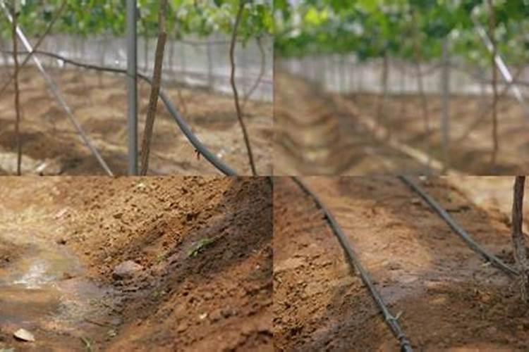 葡萄膨大素什么时候用好？葡萄专用膨果肥料怎么用？