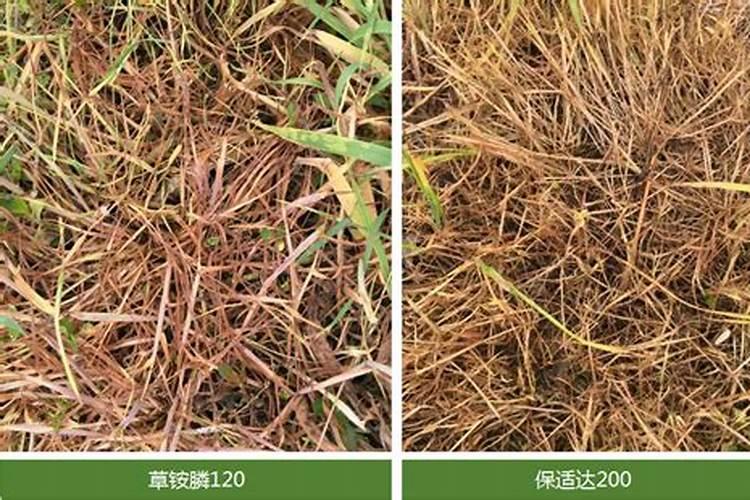 精草铵膦铵盐,打玉米用什么药解除