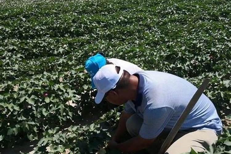 韭黄种植方法什么时间种