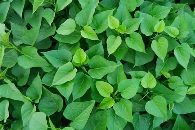 红薯打磷酸二氢钾最佳时间