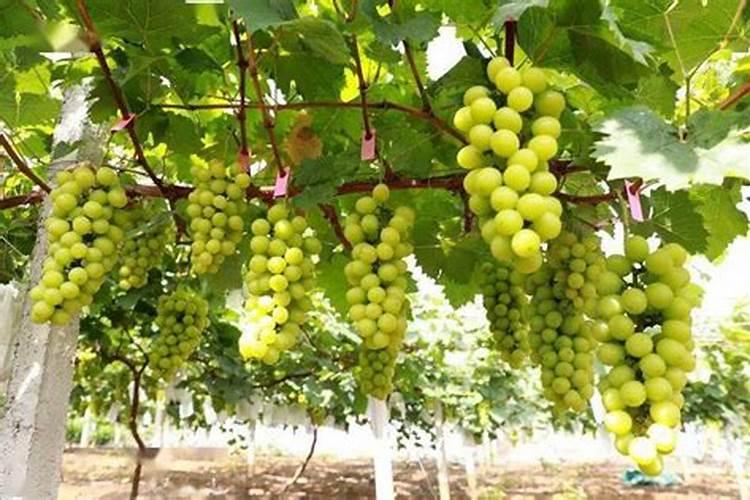 第一年阳光玫瑰栽培养殖方法