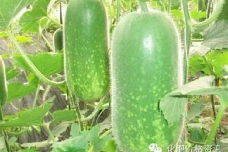 冬瓜浇什么肥料长得快