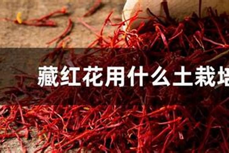 藏红花怎么过冬