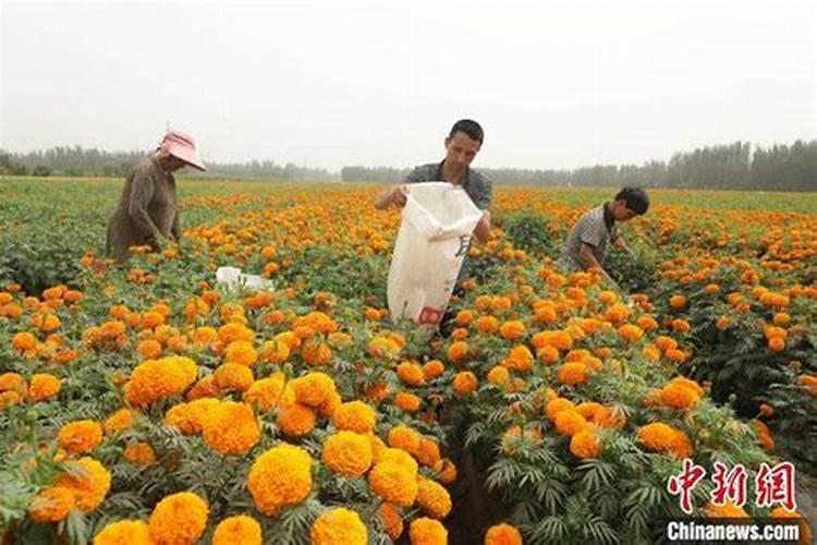 万寿菊叶面肥用什么好