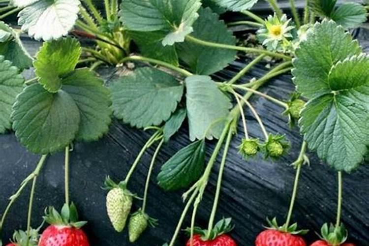 复合肥n一p205一k20什么意思