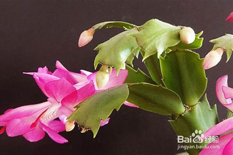 蟹爪兰怎样施肥 蟹爪兰如何施肥