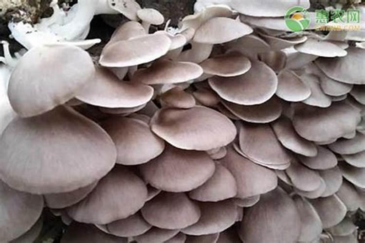 平菇的功效与作用 平菇营养价值有哪些