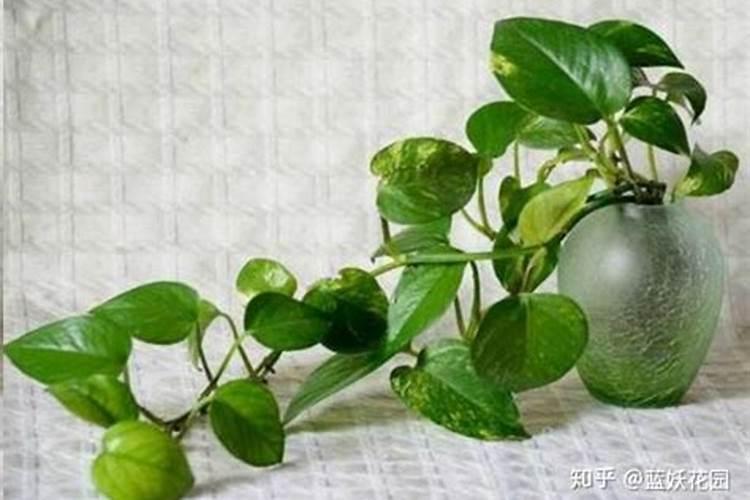 盆栽绿萝叶片发黄,有黄斑然后黄斑逐渐变黄是怎么回事啊？是缺氮吗？用...