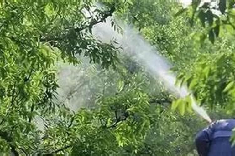 果树在春季开始生长的时候用什么肥料比较好呀