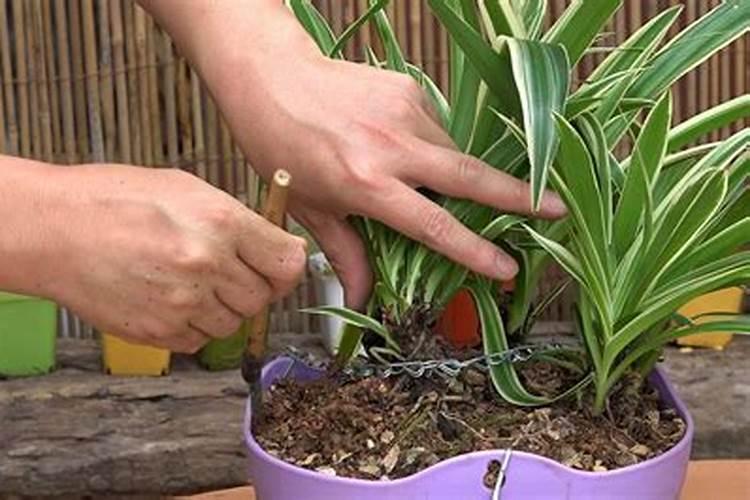 吊兰施肥应该施什么肥料