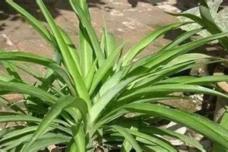 吊兰施什么肥料长得好