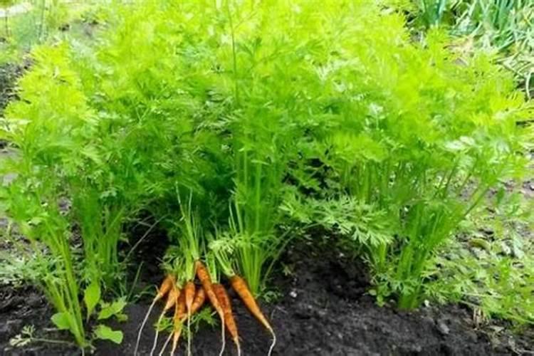 胡萝卜施肥技术要点