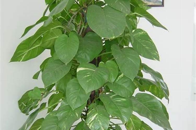 硼肥的功效与作用