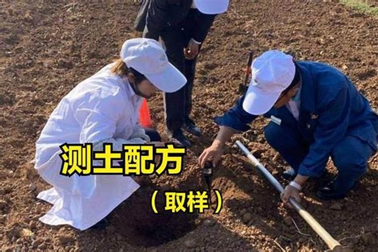 桃树什么时候施肥最好桃树施肥的最佳时间