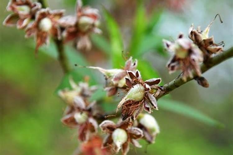 果树在谢花之后要不要施肥呢？怎样管理才可以提高产量？