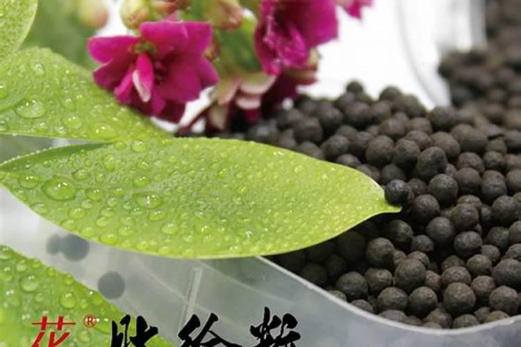兰花养护最好的肥料