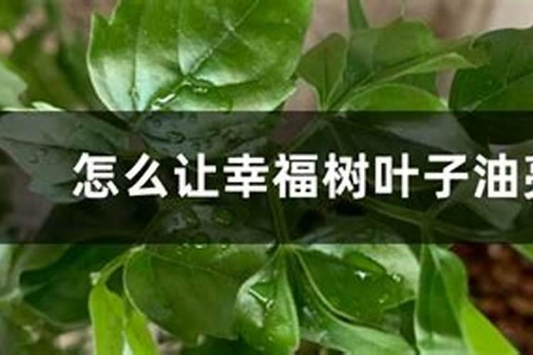 幸福树怎么养护与浇水
