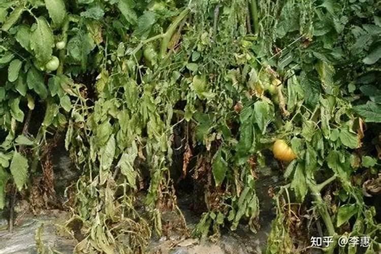 大棚西红柿秧中午打蔫怎么办