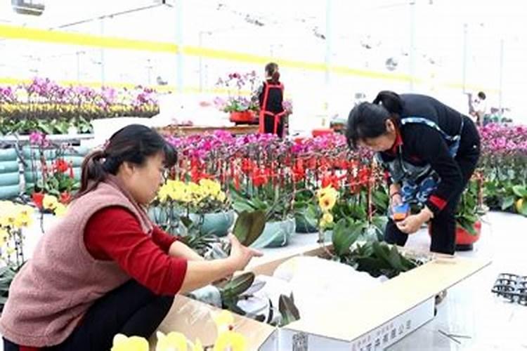 兰花专用肥有哪些