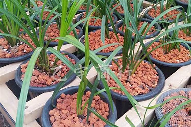 兰花施什么肥好