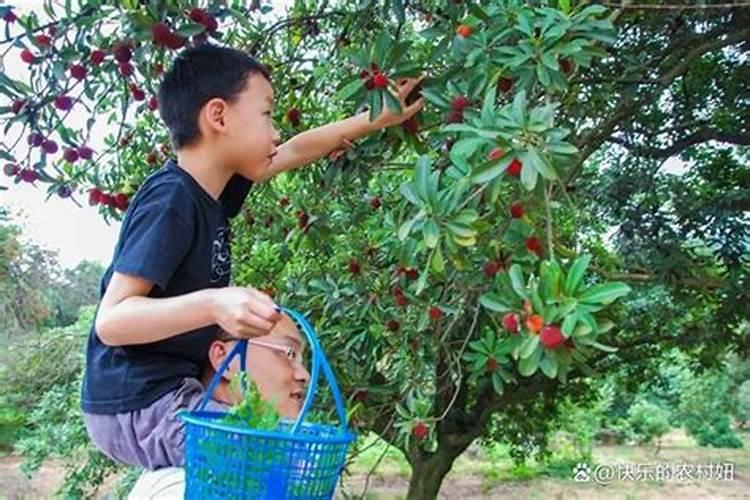 杨梅施钾肥什么时候最好？