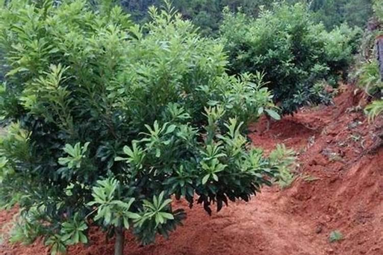 杨梅施什么肥料好