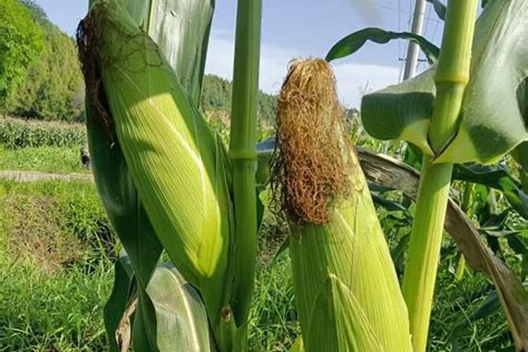 玉米施加钙肥的最佳时间 什么时候使用合适