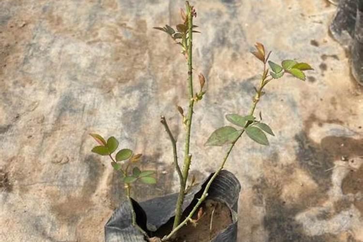 施什么肥让月季花开又多又大花瓣厚(自制月季花肥料)