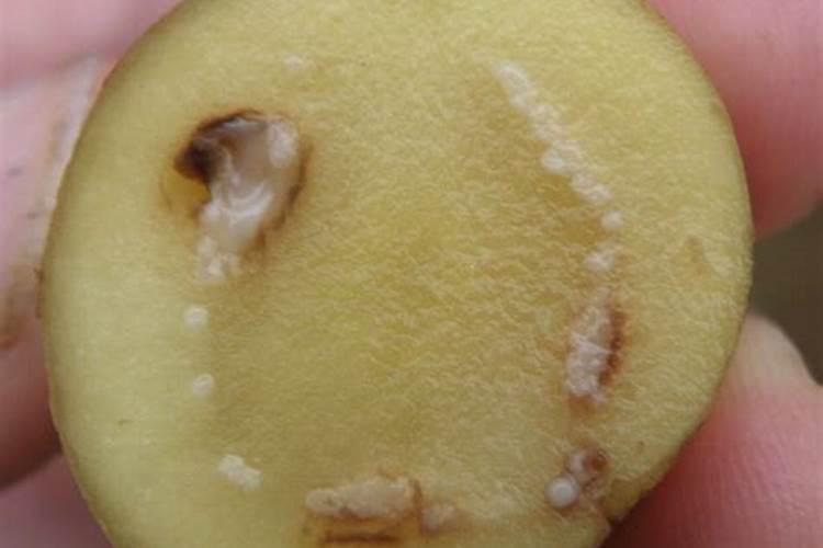 硝酸铵钙肥料怎样使用效果最好