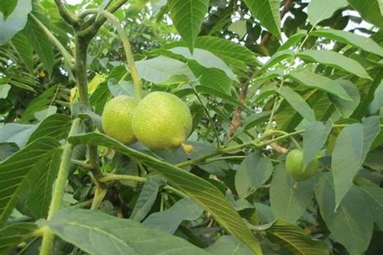 麻核桃的种植方法有哪些谁能说说？谁能给点建议？