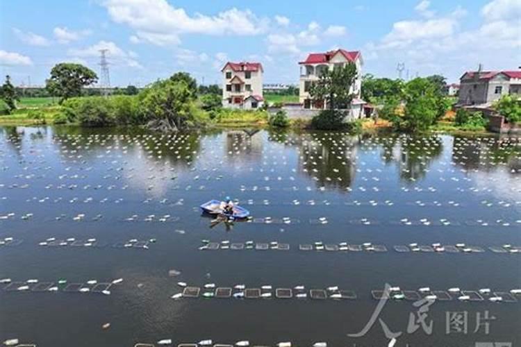 空心菜施尿素好吗