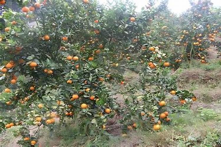 贡柑怎么预防裂果？贡柑种植管理技术