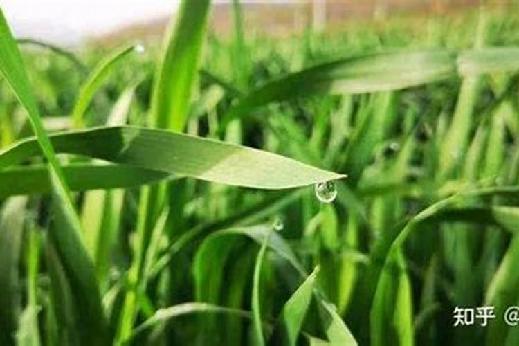 小麦除草剂能和叶面肥混合打吗