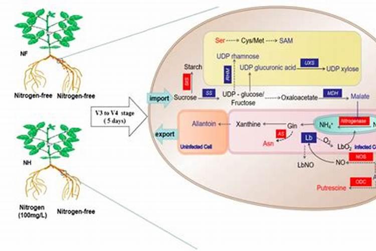 绿叶化妆品怎么样,绿叶化妆品好吗